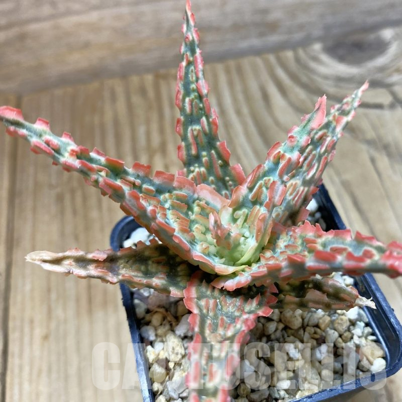 SH14698 Aloe TCT hybrid, seedling