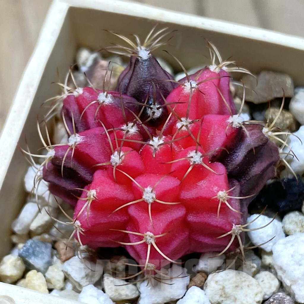SH14649 Gymnocalycium mihanovichii f. variegata, seedling