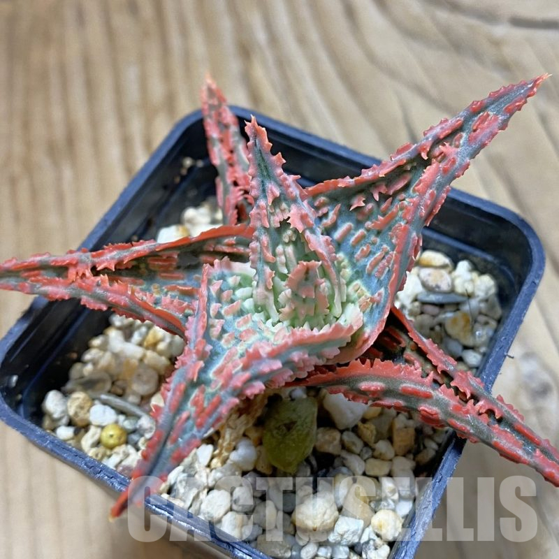 SH14699 Aloe TCT hybrid, seedling