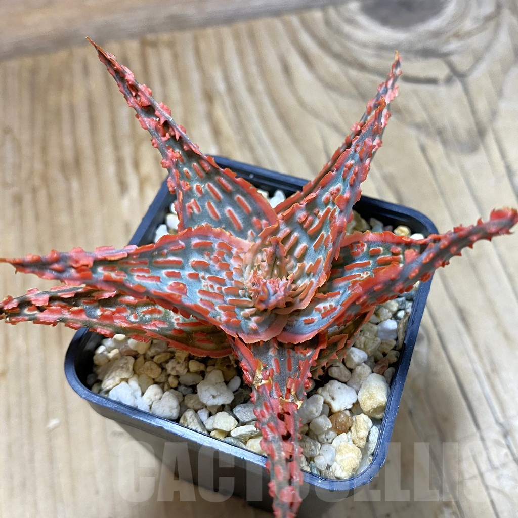 SH14700 Aloe TCT hybrid, seedling - Image 2