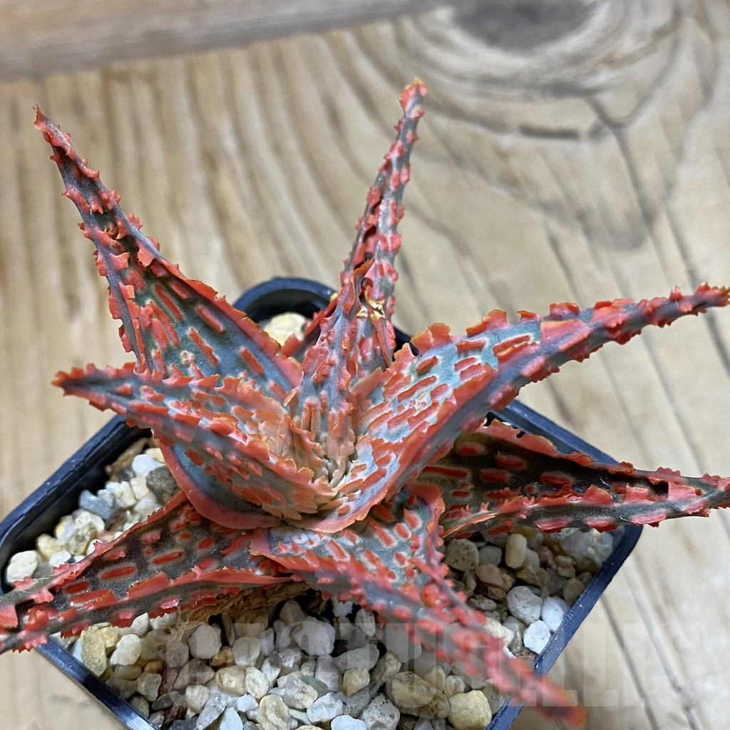 SH14700 Aloe TCT hybrid, seedling