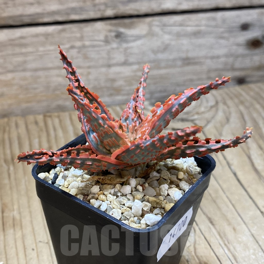 SH14700 Aloe TCT hybrid, seedling - Image 3