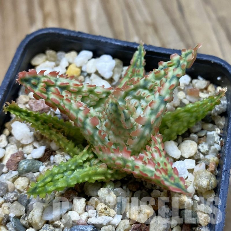 SH14701 Aloe TCT hybrid, seedling