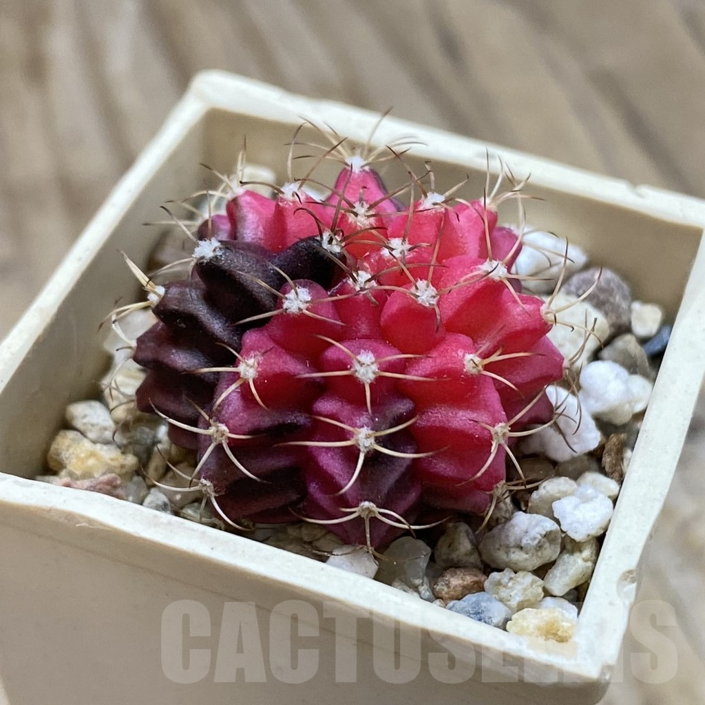 SH14649 Gymnocalycium mihanovichii f. variegata, seedling - immagine 2