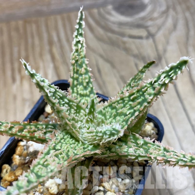 SH14702 Aloe TCT hybrid, seedling