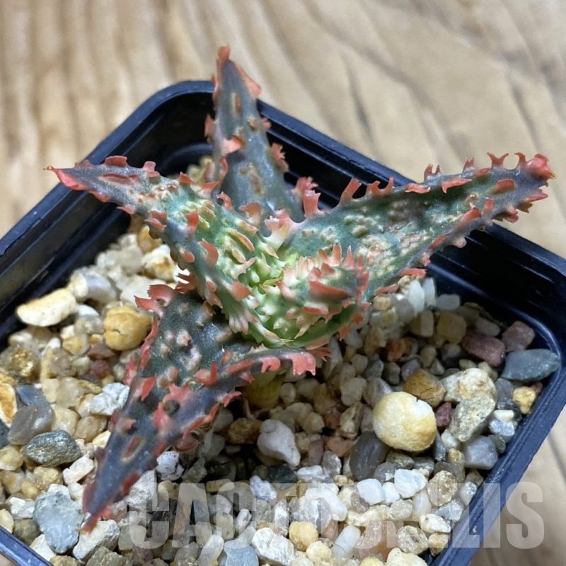 SH14703 Aloe TCT hybrid, seedling