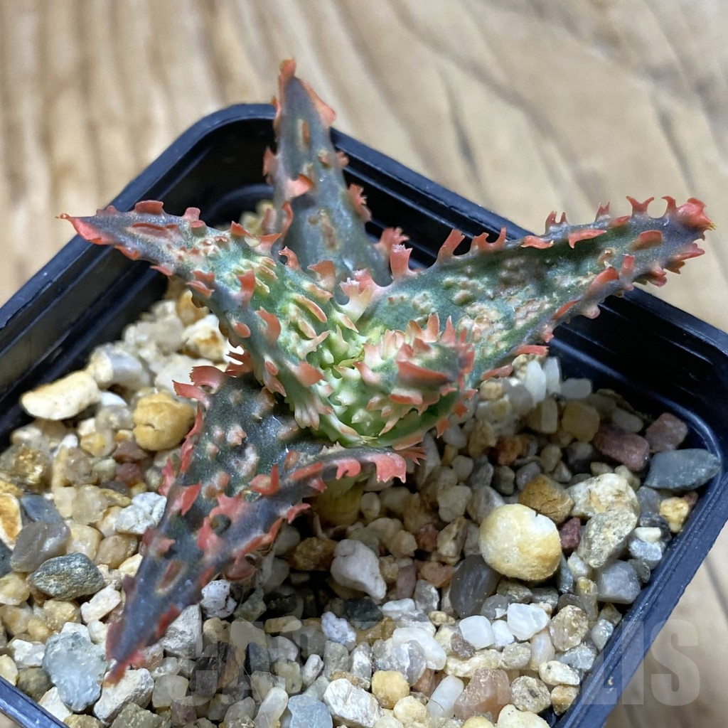 SH14703 Aloe TCT hybrid, seedling