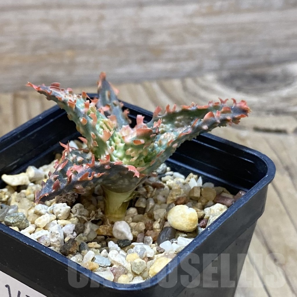 SH14703 Aloe TCT hybrid, seedling - Image 2