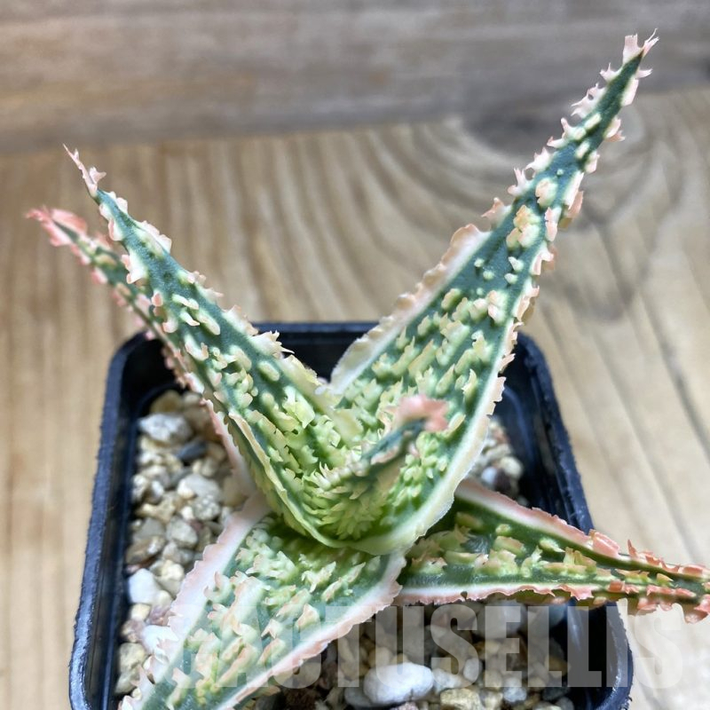 SH14704 Aloe TCT hybrid, seedling