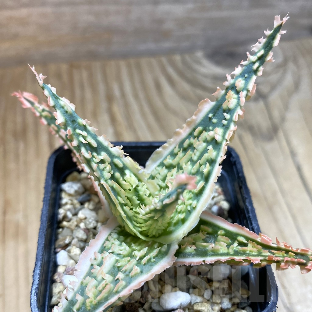 SH14704 Aloe TCT hybrid, seedling