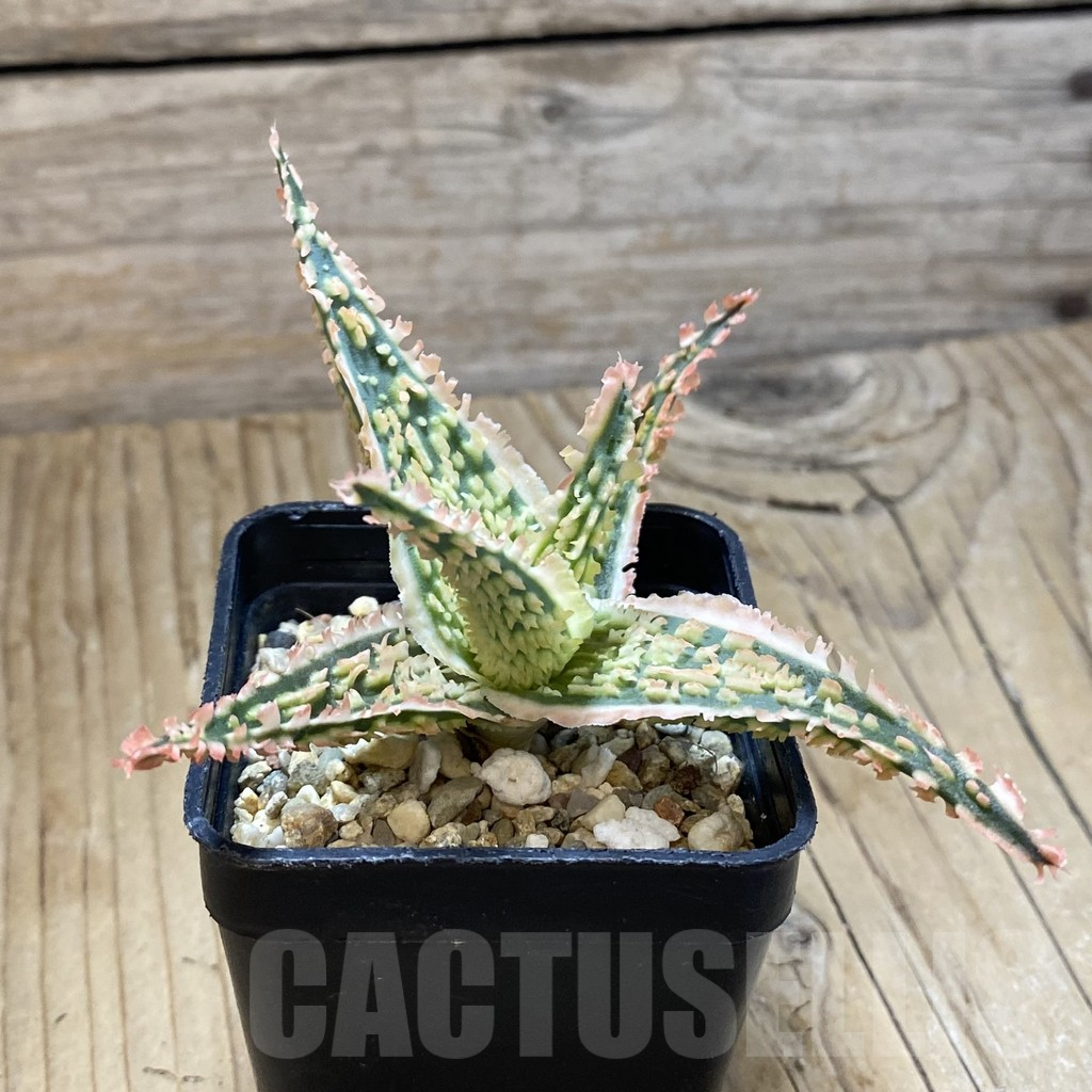 SH14704 Aloe TCT hybrid, seedling - Image 2