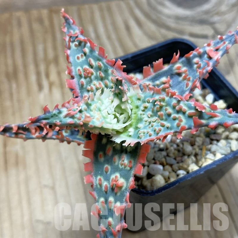 SH14705 Aloe TCT hybrid, seedling