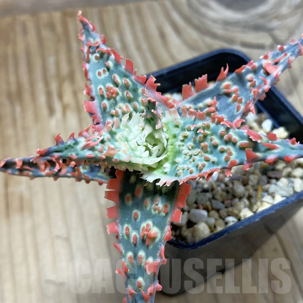 SH14705 Aloe TCT hybrid, seedling