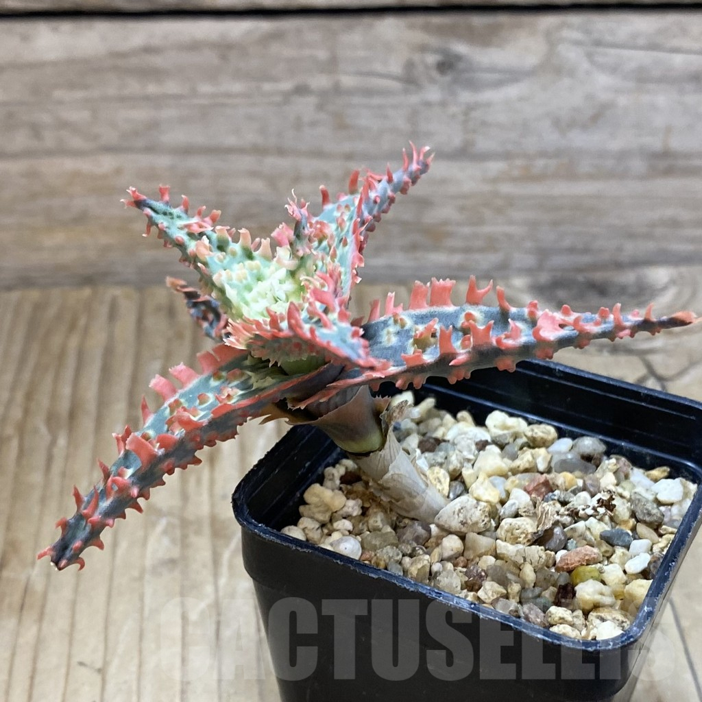 SH14705 Aloe TCT hybrid, seedling - Image 2