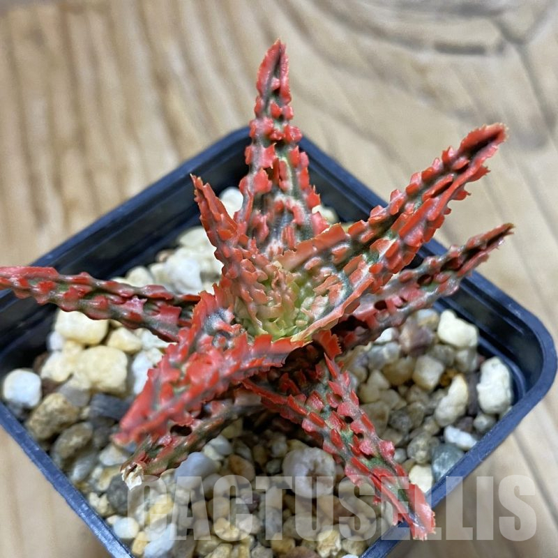 SH14706 Aloe TCT hybrid, seedling