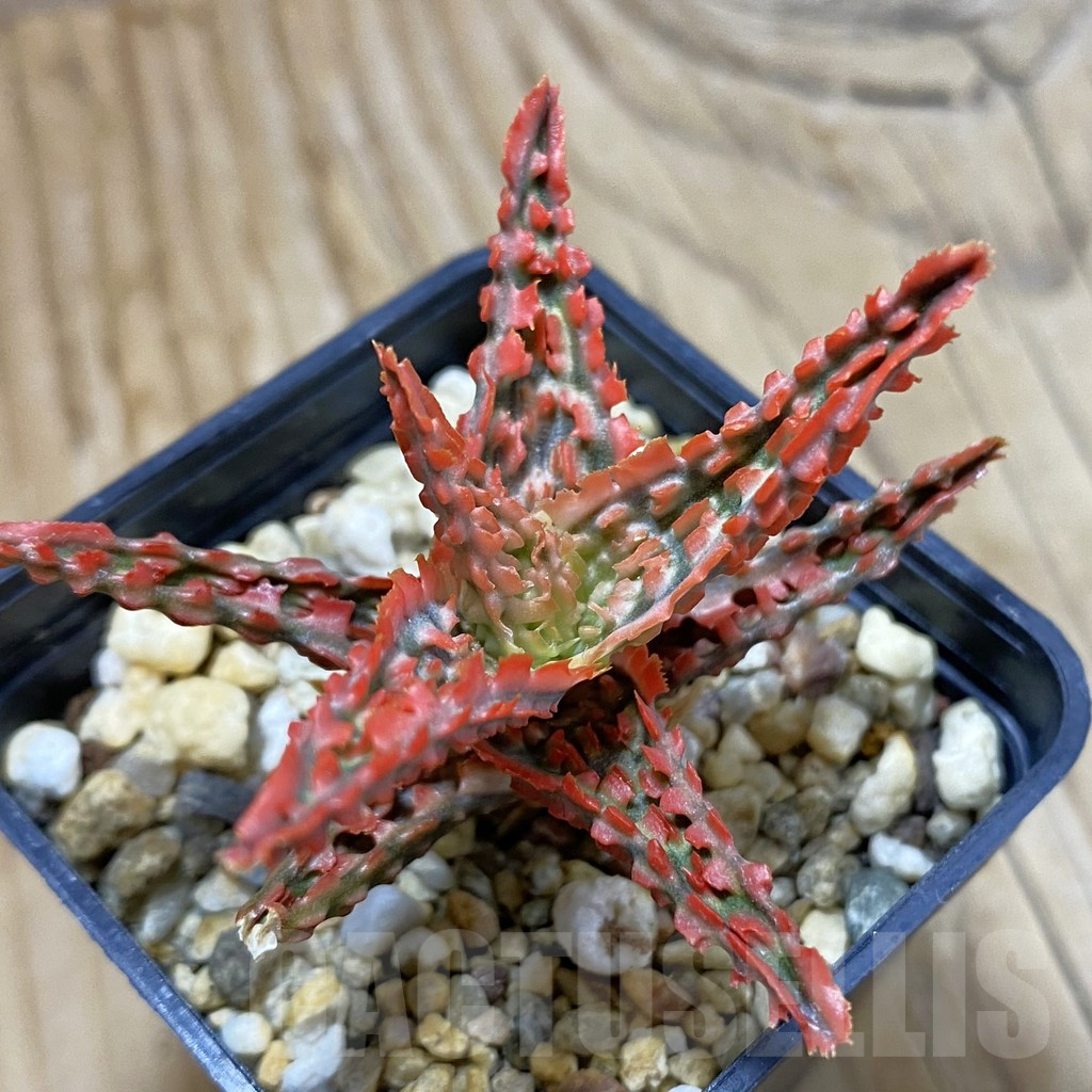 SH14706 Aloe TCT hybrid, seedling