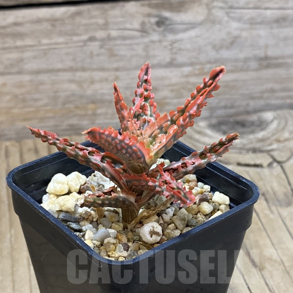 SH14706 Aloe TCT hybrid, seedling - Зображення 2