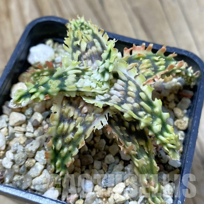 SH14707 Aloe TCT hybrid, seedling