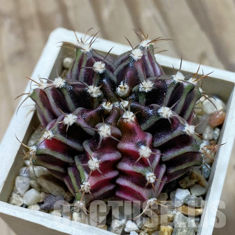 SH14650 Gymnocalycium mihanovichii f. variegata, seedling