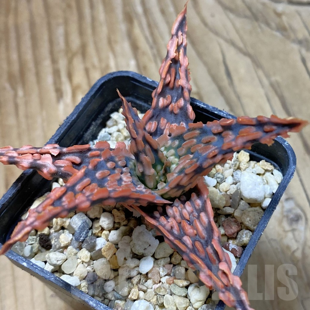 SH14708 Aloe TCT hybrid, seedling