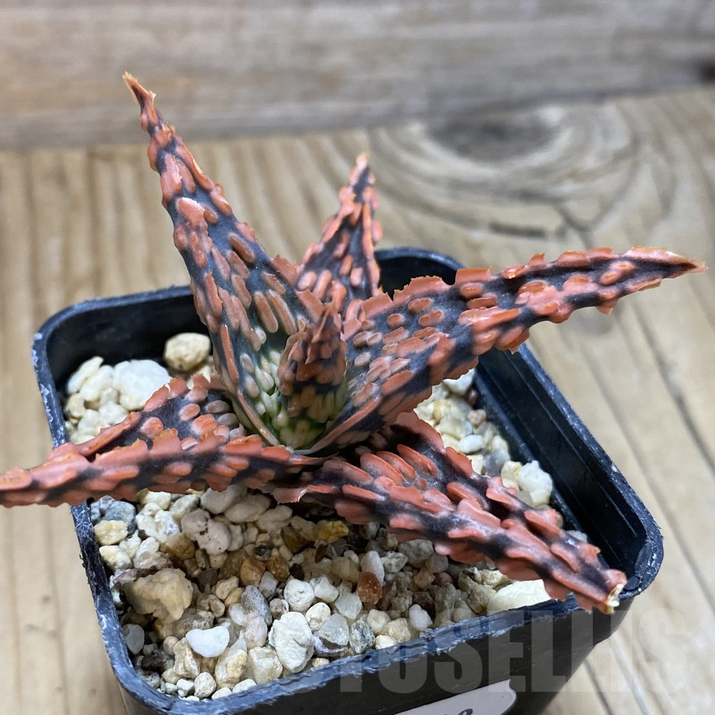 SH14708 Aloe TCT hybrid, seedling - Image 2