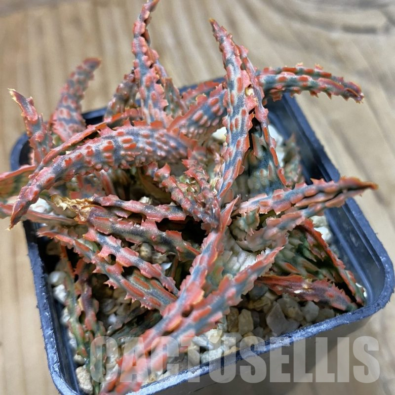 SH14711 Aloe TCT hybrid, seedling