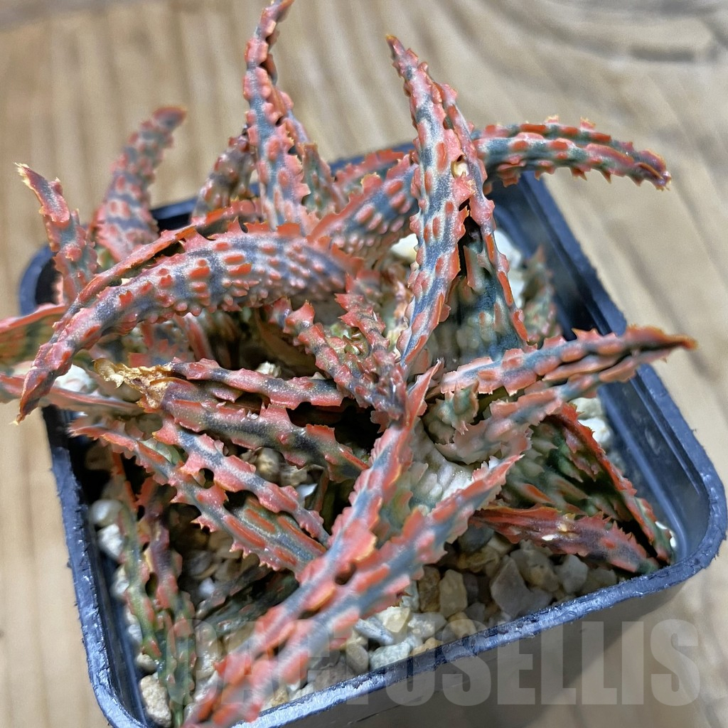 SH14711 Aloe TCT hybrid, seedling