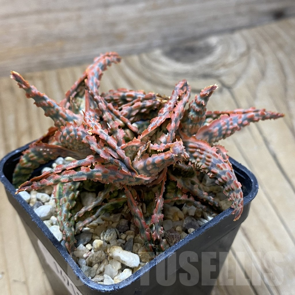 SH14711 Aloe TCT hybrid, seedling - Image 2