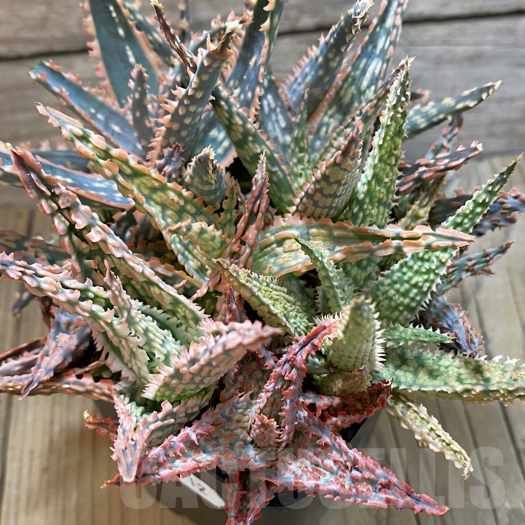 SH14712 Aloe TCT hybrid mix