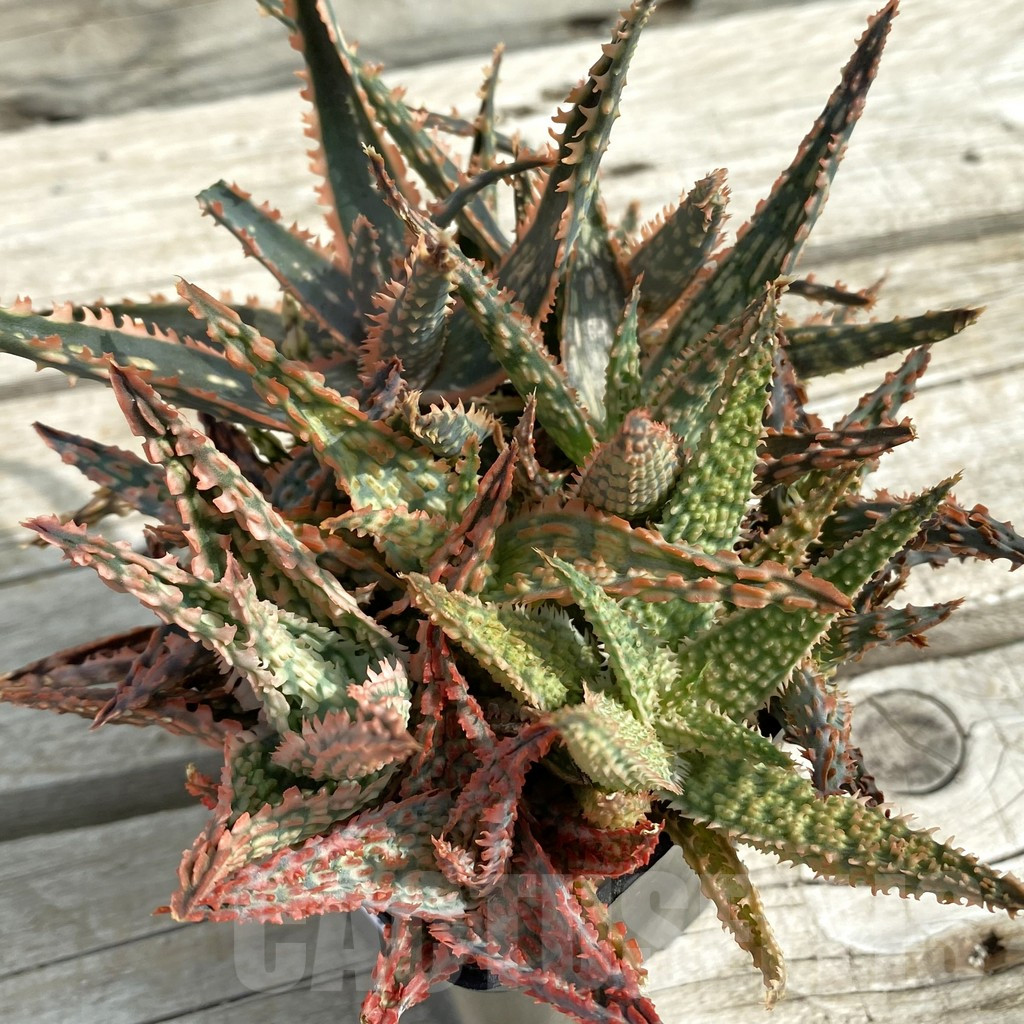 SH14712 Aloe TCT hybrid mix - Image 2