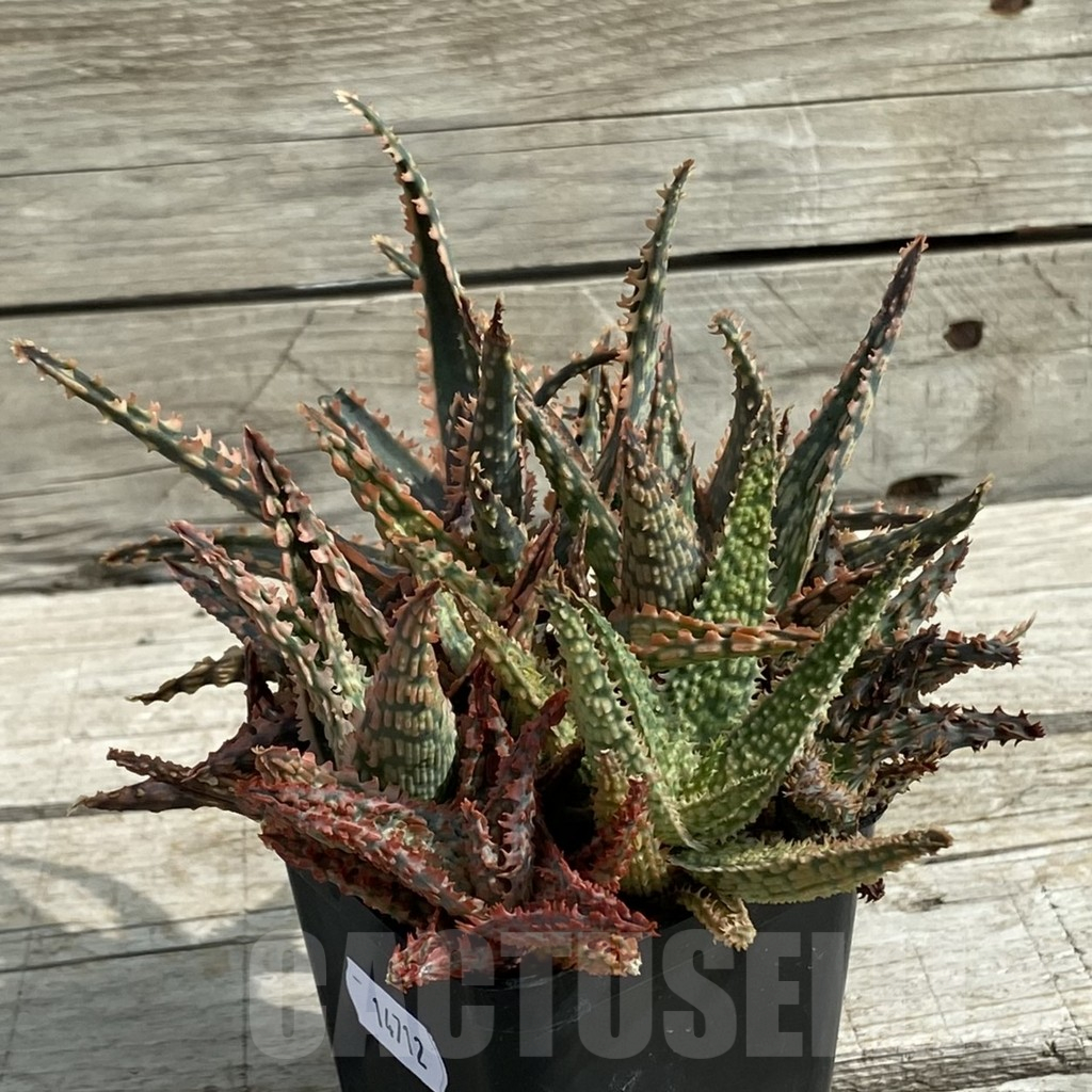 SH14712 Aloe TCT hybrid mix - Image 3