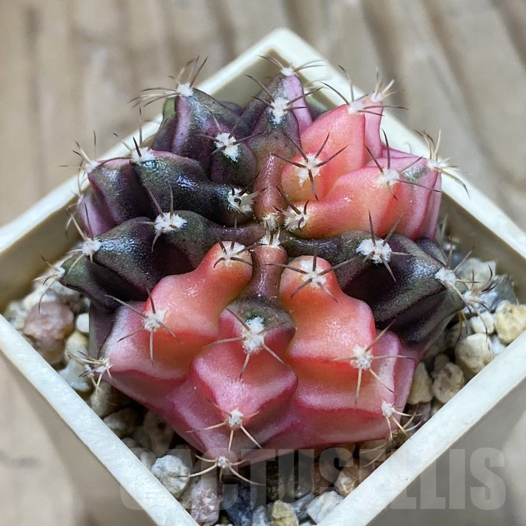 SH14651 Gymnocalycium mihanovichii f. variegata, seedling