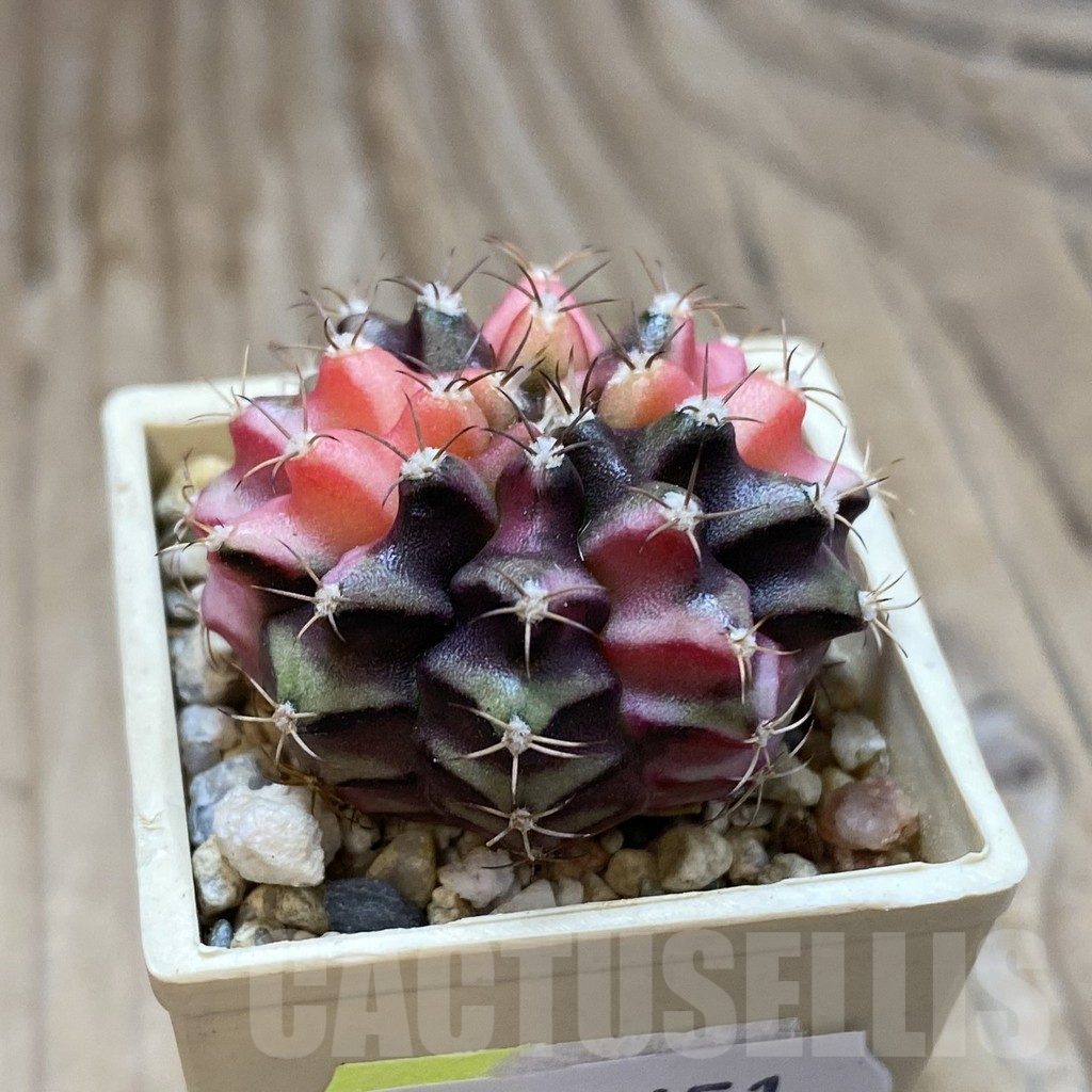 SH14651 Gymnocalycium mihanovichii f. variegata, seedling - Image 2