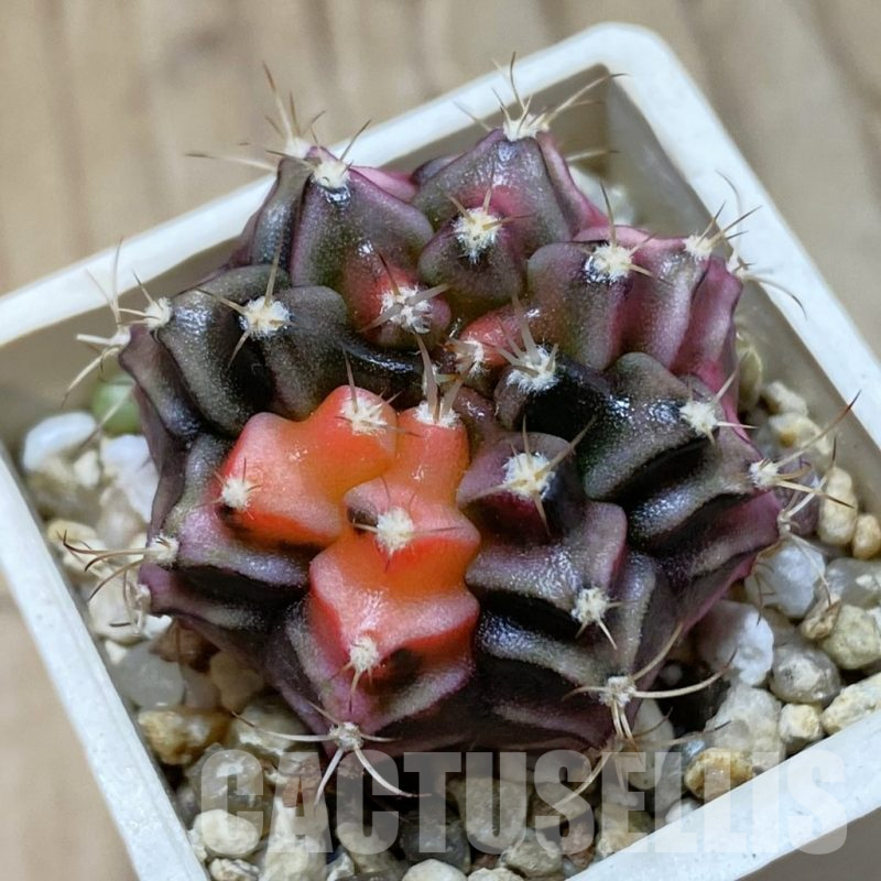 SH14652 Gymnocalycium mihanovichii f. variegata, seedling