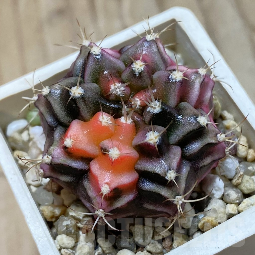 SH14652 Gymnocalycium mihanovichii f. variegata, seedling