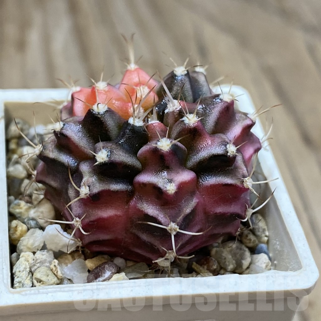 SH14652 Gymnocalycium mihanovichii f. variegata, seedling - Image 2
