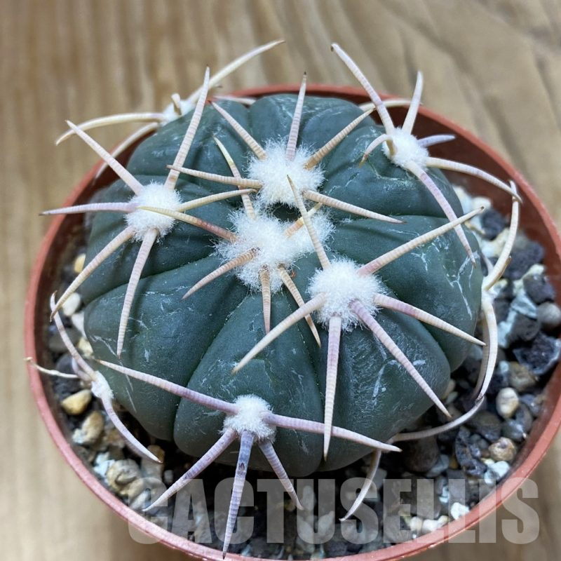 SH14658 Echinocactus horizonthalonius - Carazone d Monte-