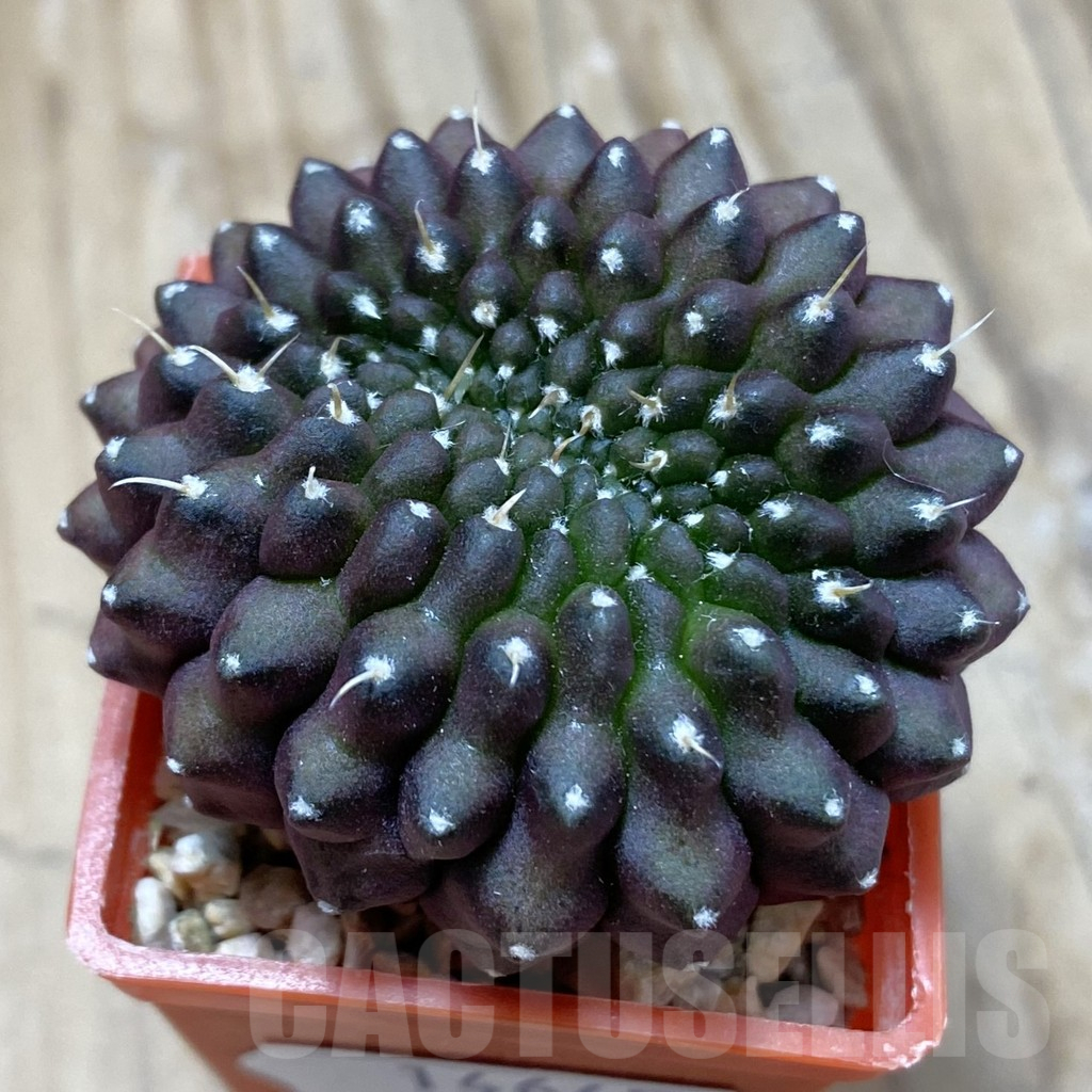 SH14645 Gymnocalycium mihanovichii ‘inermis’ f. cristata