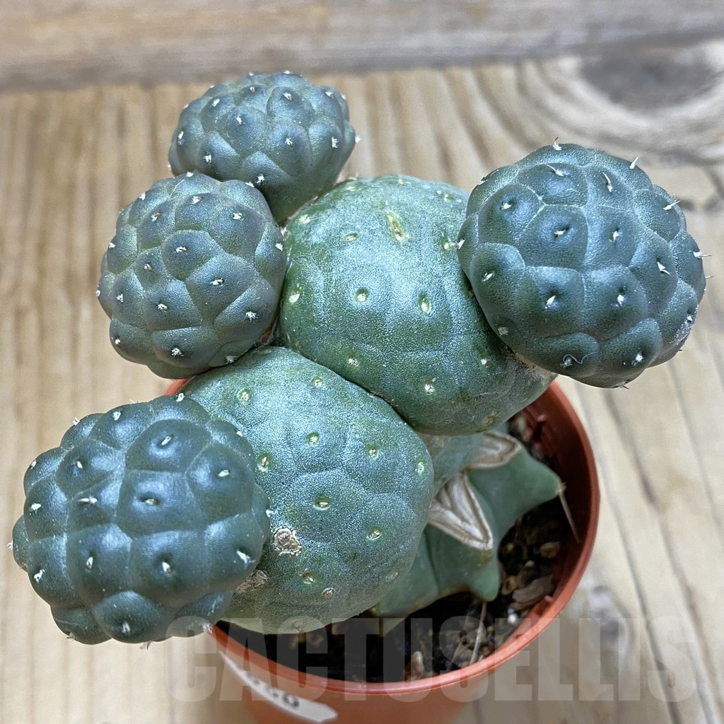 SH14660 Puna bonnieae 'inermis', grafted