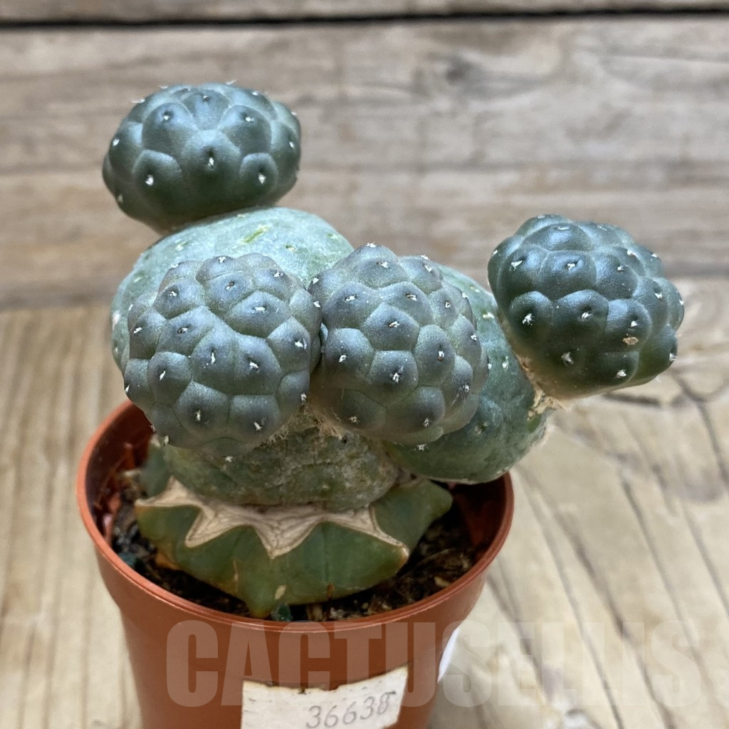 SH14660 Puna bonnieae 'inermis', grafted - Image 2