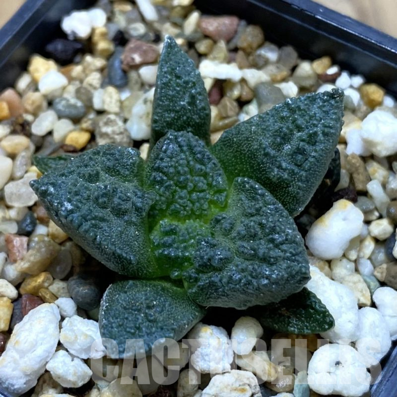SH14661 Ariocarpus fissuratus ‘Godzilla’ hybrid, seedling