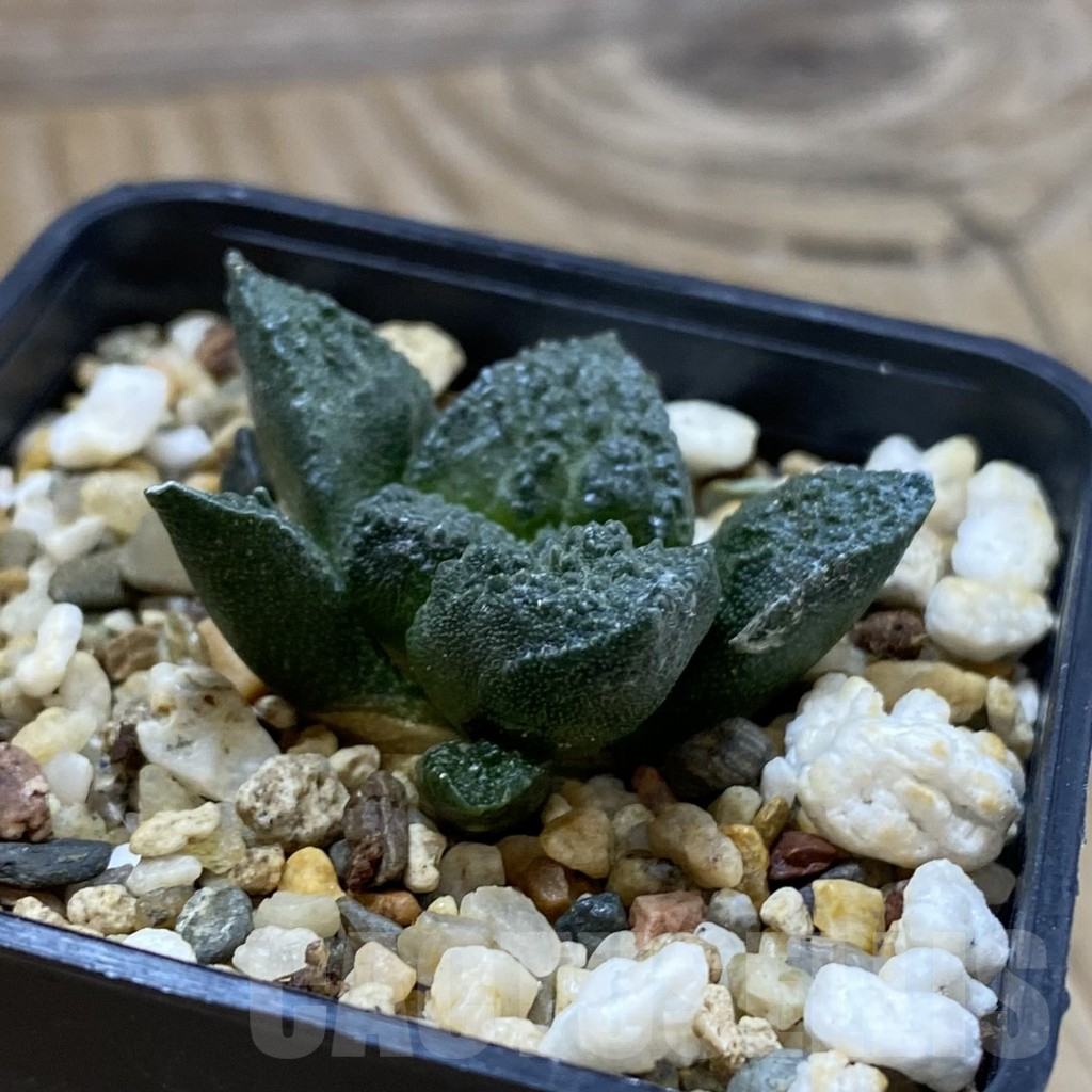 SH14661 Ariocarpus fissuratus ‘Godzilla’ hybrid, seedling - Image 2