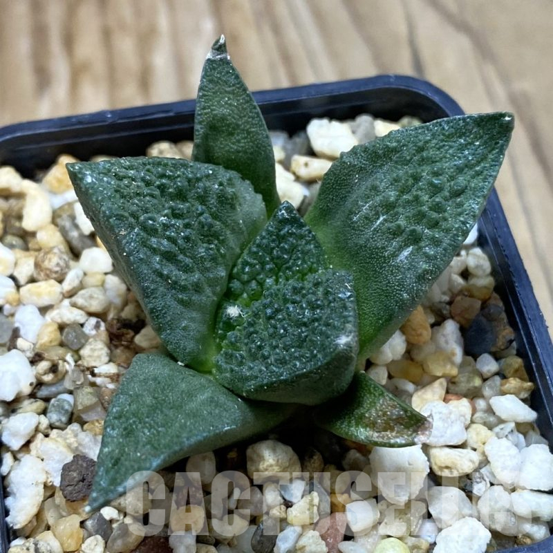 SH14662 Ariocarpus fissuratus ‘Godzilla’ hybrid, seedling