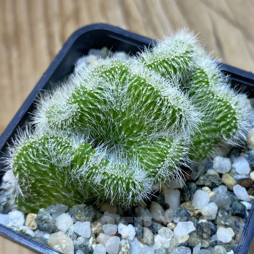 SH14663 Neobuxbaumia polylopha f. cristata