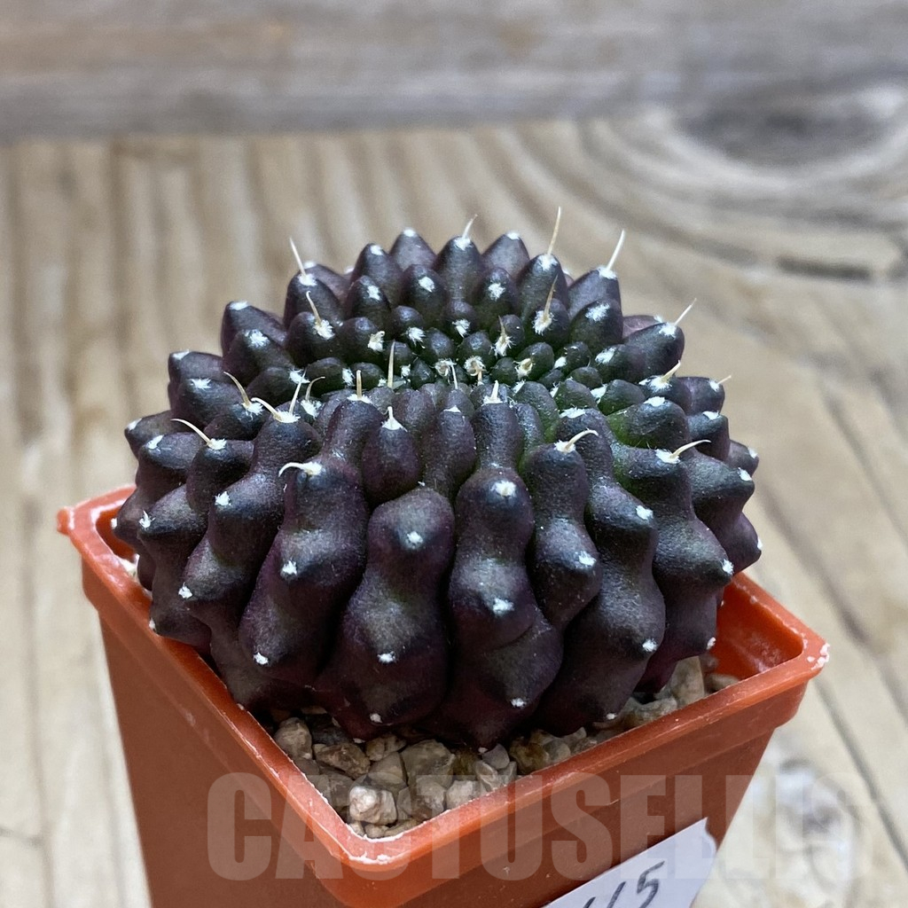 SH14645 Gymnocalycium mihanovichii ‘inermis’ f. cristata - Imagen 2