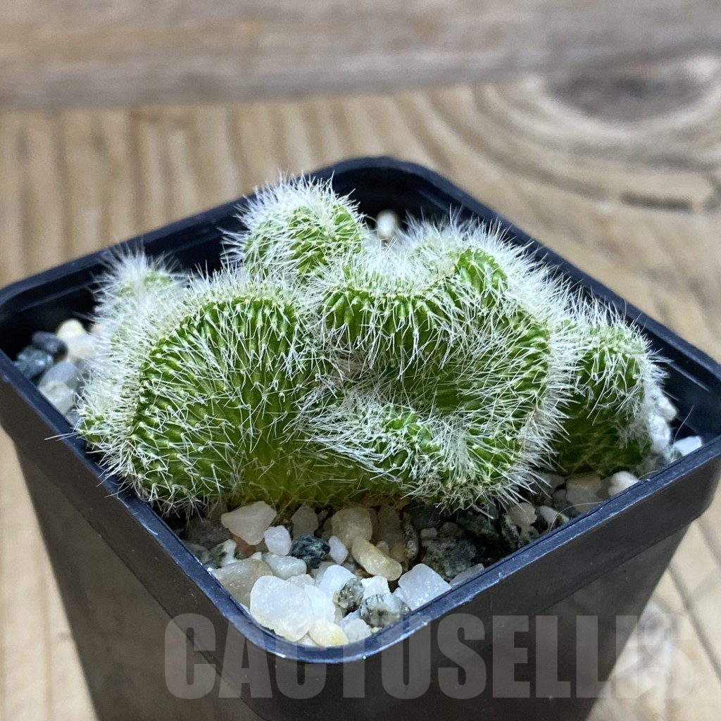 SH14663 Neobuxbaumia polylopha f. cristata - Image 2