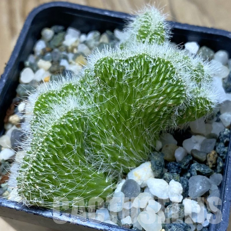 SH14664 Neobuxbaumia polylopha f. cristata