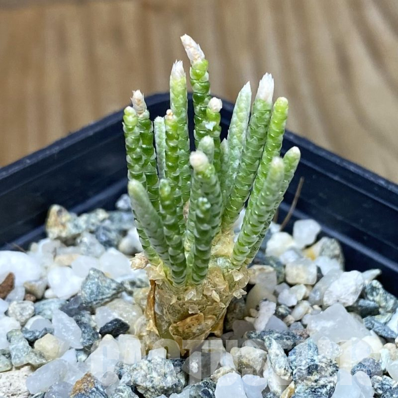 SH14667 Avonia quinaria, pink flower