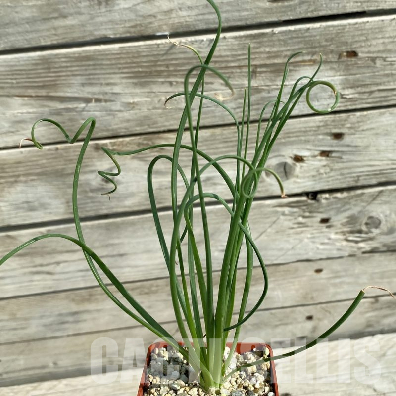 SH14670 Albuca spiralis