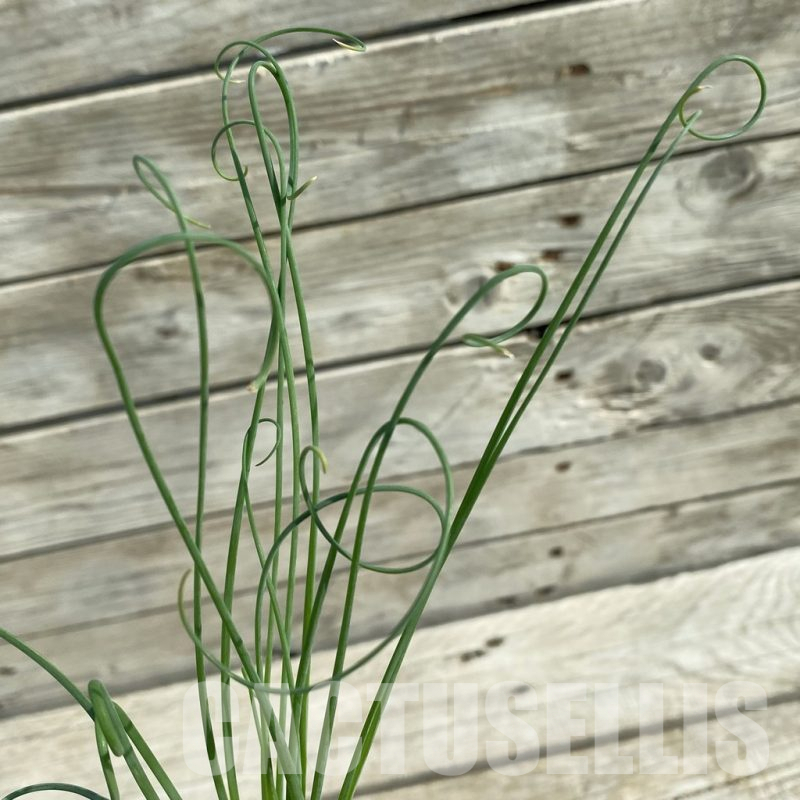 SH14671 Albuca spiralis